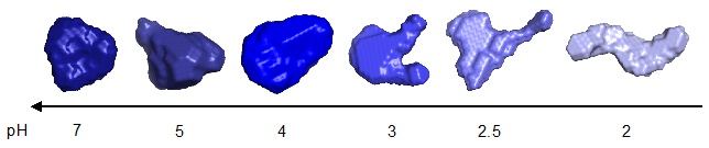 sec2_fig2_bovine_serum_albinum_shape_change.large.jpg