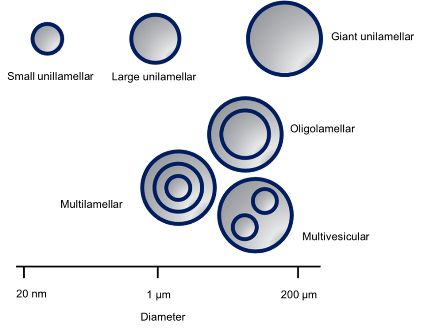Liposomes