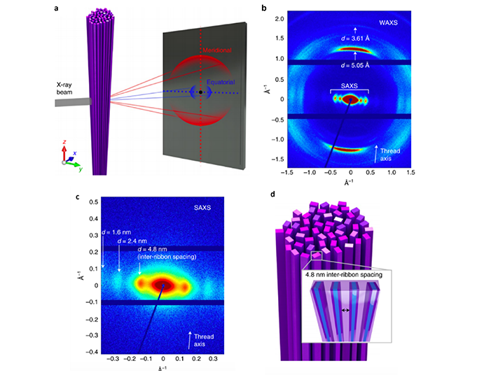 Self-assembly Nanoribbons SAXS WAXS